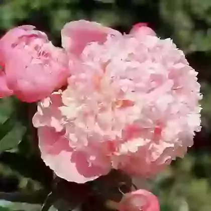 Dr Alexander Fleming